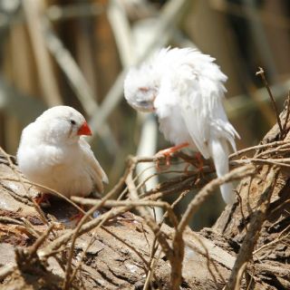 Científicos se reunirán en Tamaulipas para estudio de aves