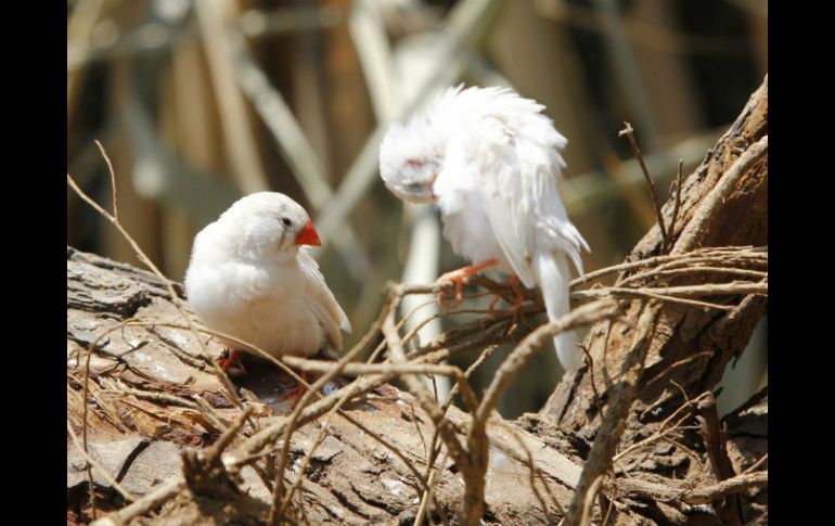 El objetivo es difundir las investigaciones que se han realizado a nivel nacional, respecto a la conservación de aves. EL INFORMADOR / ARCHIVO