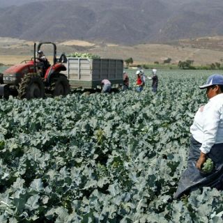 Rescatan a otros 229 jornaleros en Coahuila; suman 307
