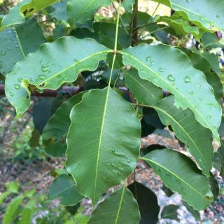 Rescatan plantas de malecón Tajamar