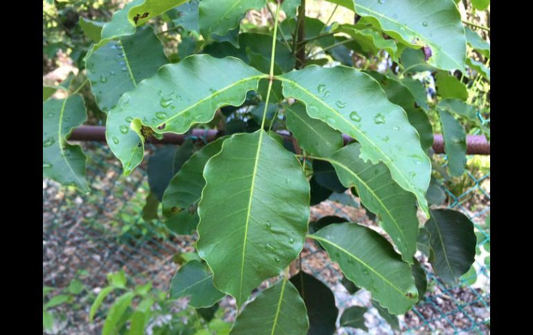 Las plantas están ubicadas por bloques y son debidamente cuidadadas para su conservación. FACEBOOK /  Patronato Parque Kabah