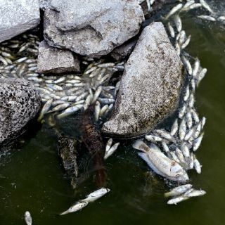 Pescadores de Jalisco reciben apoyos tras mortandad de peces