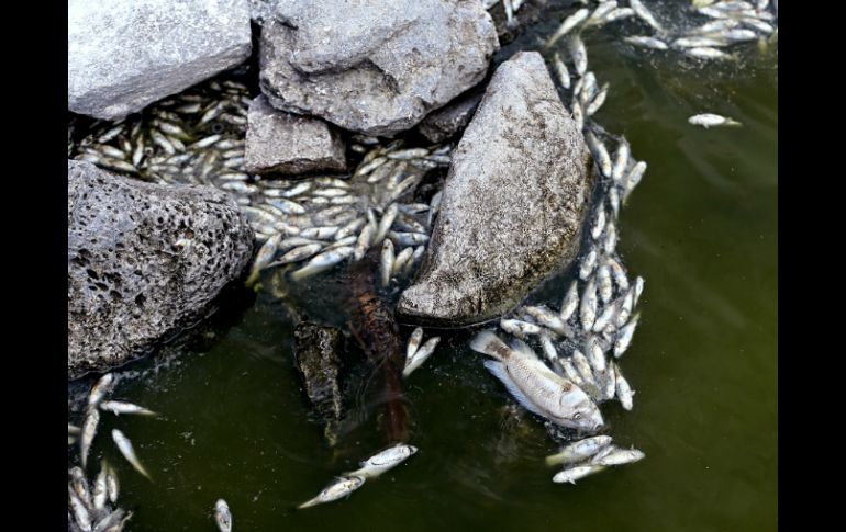 La contingencia ambiental de los últimos dos años han colapsado la captura tradicional de tilapia, carpa y bagre. EL INFORMADOR / ARCHIVO