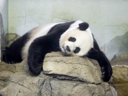 Mei Xiang ya había mostrado algunos síntomas de embarazo, dormía más, construyó un nido y pasaba mucho tiempo en su guarida. EFE / M. Reynolds