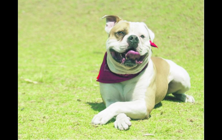 Las personas salen con su perro a la calle, sin ninguna clase de correa o arnés para dirigirlo. EL INFORMADOR / A. Hinojosa