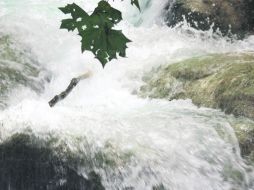 Maravillas naturales.  Los manantiales de Manantlán. EL INFORMADOR / P. Fernández