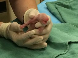 Rosas, sin pelo y ciegos, los cachorros recién nacidos pesan de 85 a 140 gramos. AFP /