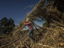 Estiman que en la primera mitad de agosto se registraron caídas en precios de algunos productos agropecuarios. EL INFORMADOR / ARCHIVO