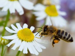 Las propiedades de la cera como cicatrizante ya eran conocidas, pero ahora se estudian otros beneficios. EFE / ARCHIVO