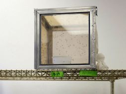 Vigilancia del chikungunya se reforzó en España en 2014 tras el estallido de un brote en el Caribe. EFE / ARCHIVO