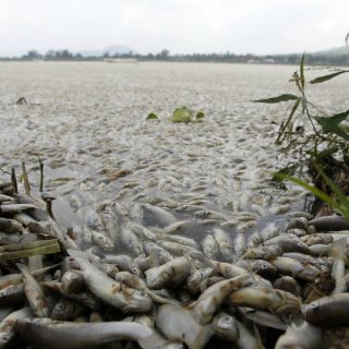 La UdeG propone plan ecológico para Laguna de Cajititlán