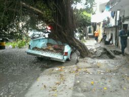 En total, fueron 25 los árboles que cayeron tras la tormenta de este miércoles. ESPECIAL / Protección Civil