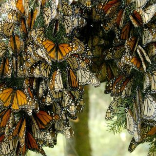 Avanza el cuidado de mariposas monarca