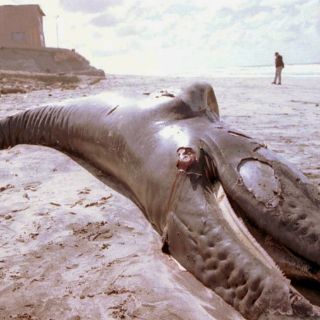 Ballena es hallada muerta en Chiapas