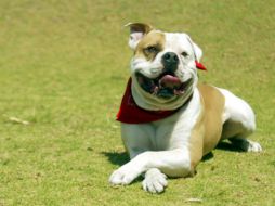 Pasear a una mascota sin las precauciones debidas y maltratar a discapacitados, entre las penalidades que incrementarían su multa. EL INFORMADOR / ARCHIVO