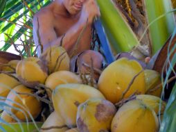 El coco es una fruta explotable en todo su material: desde el agua, la pulpa y el aceite, hasta su cubierta. EL INFORMADOR / ARCHIVO