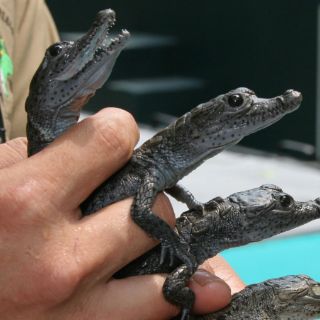 Crías de cocodrilo son liberadas en el Cañón del Sumidero