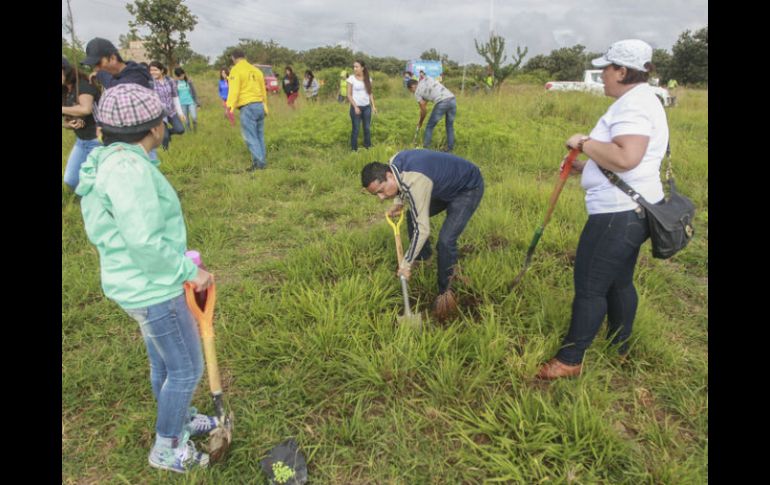 Los árboles plantados pertenecen a las especies rosas moradas, jacarandas, tabachín, primavera amarilla y guamúchil. EL INFORMADOR / ARCHIVO