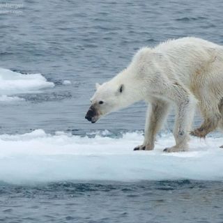 Exhiben fotografía de Oso polar con desnutrición