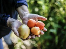 Los principales productos mexicanos que se comercializan en Japón son la carne de cerdo y res; frutas y hortalizas. EL INFORMADOR / ARCHIVO