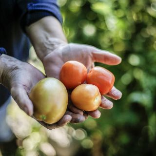 Crece exportación de agroalimentarios de México a Japón