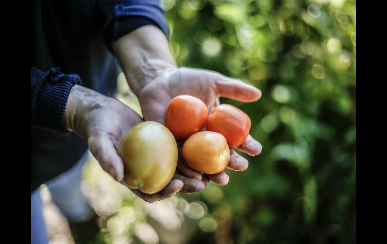 Los principales productos mexicanos que se comercializan en Japón son la carne de cerdo y res; frutas y hortalizas. EL INFORMADOR / ARCHIVO