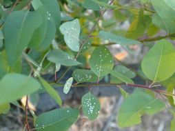 Solicitan la realización de un diagnóstico detallado de la masa forestal que hay en el municipio. EL INFORMADOR / ARCHIVO