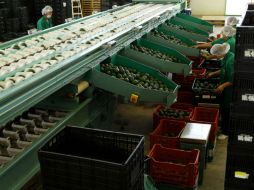 La creciente demanda de exportaciones a Estados Unidos mantiene positiva la proyección de la la calificadora internacional Moody's. EL INFORMADOR / ARCHIVO