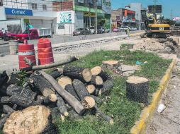 RETIRO DE ÁRBOLES. El Plan de Manejo del arbolado propiciará que el impacto ambiental sea mínimo, según las autoridades. EL INFORMADOR / P. FRANCO