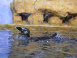 Una mejor gestión de los desperdicios puede reducir la amenaza que supone el plástico en la vida salvaje marina. NTX / ARCHIVO