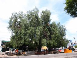 El arbolado retirado por la ampliación de la Línea 1 se suma a los tres mil 64 ejemplares que han sido derribados por la Línea 3. EL INFORMADOR / ARCHIVO