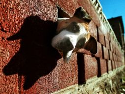 Tener un perro abandonado en la azotea o simplemente tenerlo confinado a una casa sin sacarlo a pasear, ya es parte del maltrato. AP / ARCHIVO