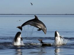 La Agencia de Pesca nipona ha autorizado este año una cuota de caza de hasta mil 873 ejemplares. EFE / ARCHIVO