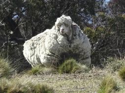 La imagen muestra a la oveja 'Chris' una oveja errante con mucha lana en Canberra. EFE / RSPCA