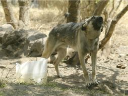 Un perro abandonado, bajo estrés y con falta de alimentos, puede morder a quien se acerque. EL INFORMADOR / ARCHIVO