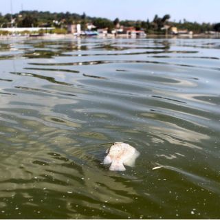 Buscan declaratoria de sitio Ramsar para Laguna de Cajititlán