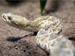 La muestra ''Reptile World, el fascinante mundo de las serpientes'' reúne a más de 22 especies. EL INFORMADOR / ARCHIVO