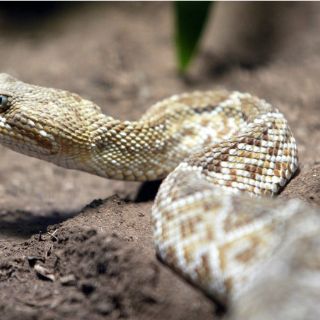Exhibirán la serpiente más grande del mundo en Querétaro