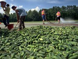 Los vegetales sospechosos fueron importados de México, y distribuidos en Estados Unidos por la empresa Andrew & Williamson Fresh. AP / ARCHIVO