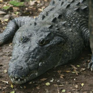 Población de cocodrilos en México se recupera