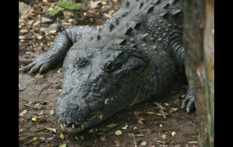 La especie en México ha alcanzado una población sana al aplicarse medidas de conservación como las UMAs. NTX / ARCHIVO