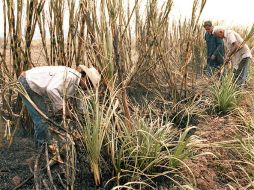 Los ingenios anteriores representan casi el total de la producción nacional de azúcar, de la zafra 2014-2015. EL INFORMADOR / ARCHIVO