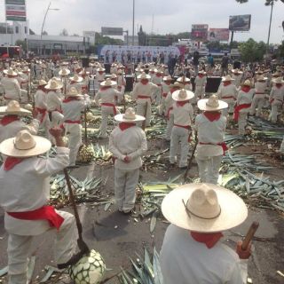 Reunión de jimadores en Guadalajara logra récord Guinness