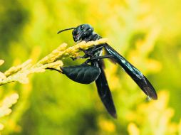 La acción antitumoral está relacionada con la capacidad para inducir filtraciones en las células al abrir los poros o fisuras. ESPECIAL /