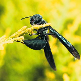 Veneno de una avispa brasileña mata las células cancerosas