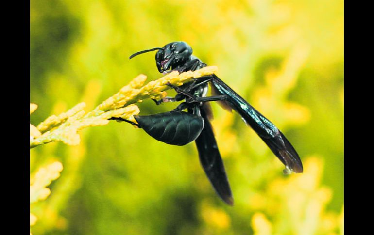 La acción antitumoral está relacionada con la capacidad para inducir filtraciones en las células al abrir los poros o fisuras. ESPECIAL /