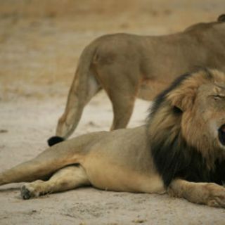 Hombre que mató a Cecil desconocía que el león fuera tan querido