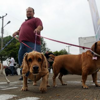 Costos de una mascota, factores del abandono