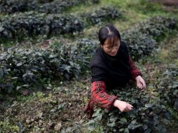 Cálculos demuestran que el 45% de las mujeres en edad productiva están fuera de la fuerza laboral en compración con 19% de hombres. EFE / ARCHIVO
