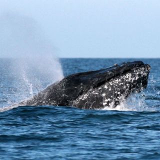 Los cachalotes tienen diferentes dialectos